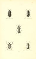 Flickr image:Encyclopédie d histoire naturelle - Pl. 23