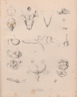 Flickr image:Illustrations of the zoology of South Africa - Pl. 8bis