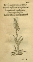 Flickr image:Plantarum effigies - Page 409