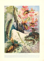 Flickr image:Marvels of insect life - Illustration